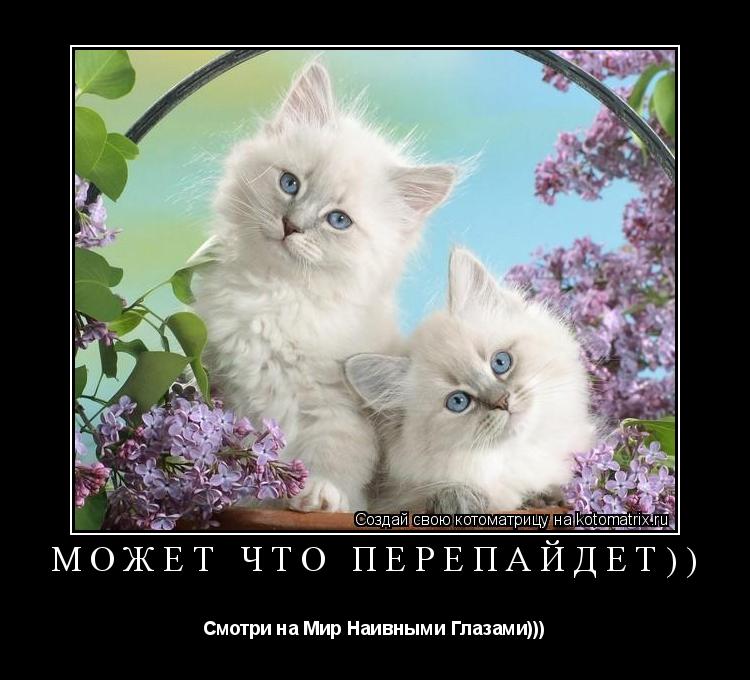 Может Что Перепайдет)) Смотри на Мир Наивными Глазами)))... Котоматрица: Может Что Перепайдет)) Смотри на Мир Наивными Глазами)))
