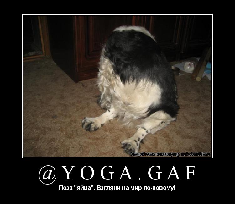 @yoga.gaf Поза "яйца". Взгляни на мир по-новому!... Котоматрица: @yoga.gaf Поза "яйца". Взгляни на мир по-новому!