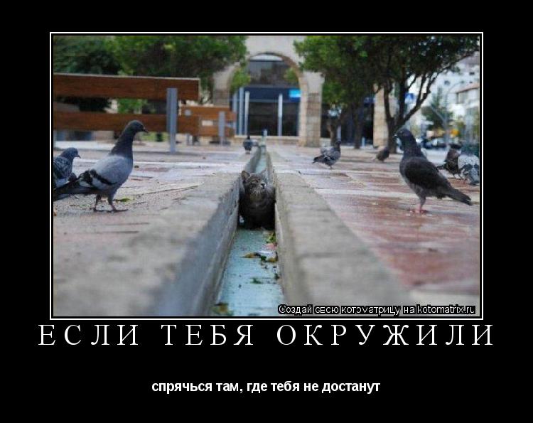 ЕСЛИ ТЕБЯ ОКРУЖИЛИ спрячься там, где тебя не достанут... Котоматрица: ЕСЛИ ТЕБЯ ОКРУЖИЛИ спрячься там, где тебя не достанут