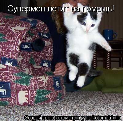 Супермен летит на помощь!... Котоматрица: Супермен летит на помощь!