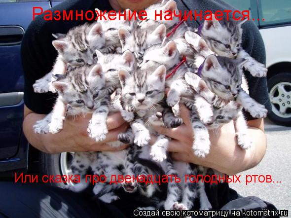 Размножение начинается... Или сказка про двенадцать голодных ртов...... Котоматрица: Размножение начинается... Или сказка про двенадцать голодных ртов...