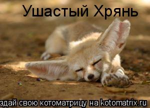 Ушастый Хрянь... Котоматрица: Ушастый Хрянь