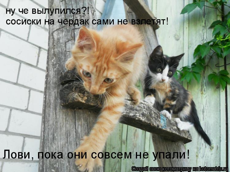 ну че вылупился?! сосиски на чердак сами не взлетят! Лови, пока они совсем не упали!... Котоматрица: ну че вылупился?! сосиски на чердак сами не взлетят! Лови, пока они совсем не упали!