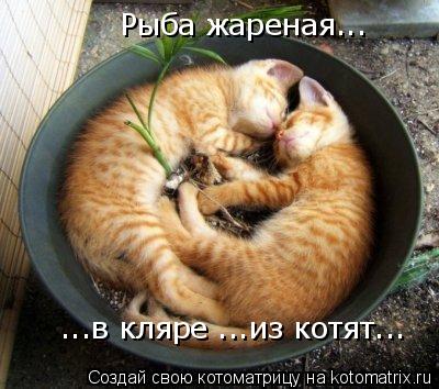 Рыба жареная... ...в кляре ...из котят...... Котоматрица: Рыба жареная... ...в кляре ...из котят...