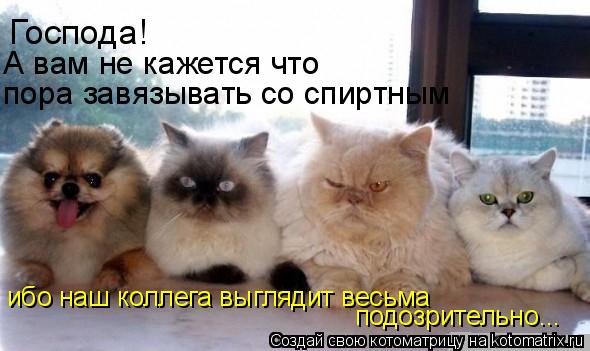 Господа! А вам не кажется что пора завязывать со спиртным ибо наш коллега выглядит весьма подозрител... Котоматрица: Господа! А вам не кажется что пора завязывать со спиртным ибо наш коллега выглядит весьма подозрительно...