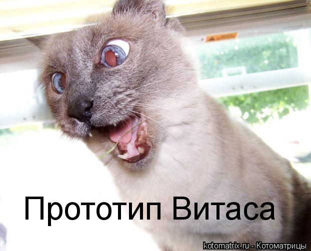 Прототип Витаса... Котоматрица: Прототип Витаса