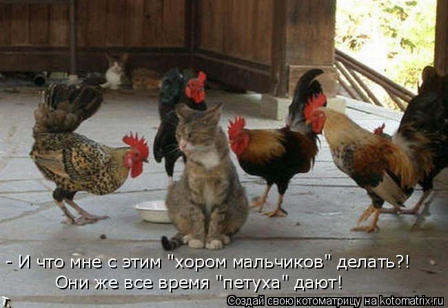 - И что мне с этим "хором мальчиков" делать?! Они же все время "петуха" дают!... Котоматрица: - И что мне с этим "хором мальчиков" делать?! Они же все время "петуха" дают!