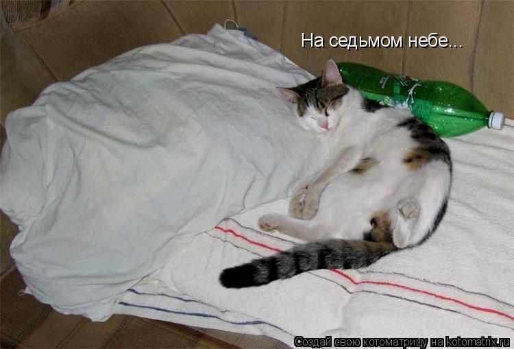 На седьмом небе...... Котоматрица: На седьмом небе...