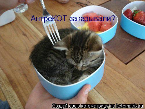 АнтреКОТ заказывали?... Котоматрица: АнтреКОТ заказывали?