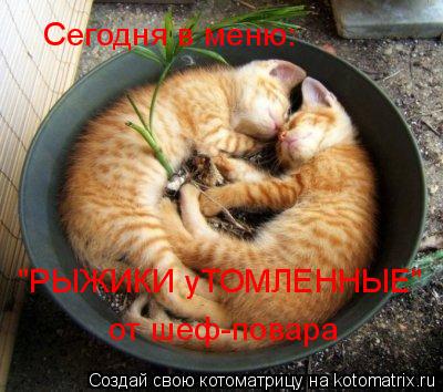 Сегодня в меню: "РЫЖИКИ уТОМЛЕННЫЕ" от шеф-повара... Котоматрица: Сегодня в меню: "РЫЖИКИ уТОМЛЕННЫЕ" от шеф-повара