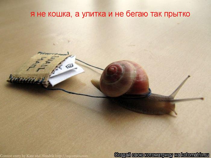 я не кошка, а улитка и не бегаю так прытко... Котоматрица: я не кошка, а улитка и не бегаю так прытко