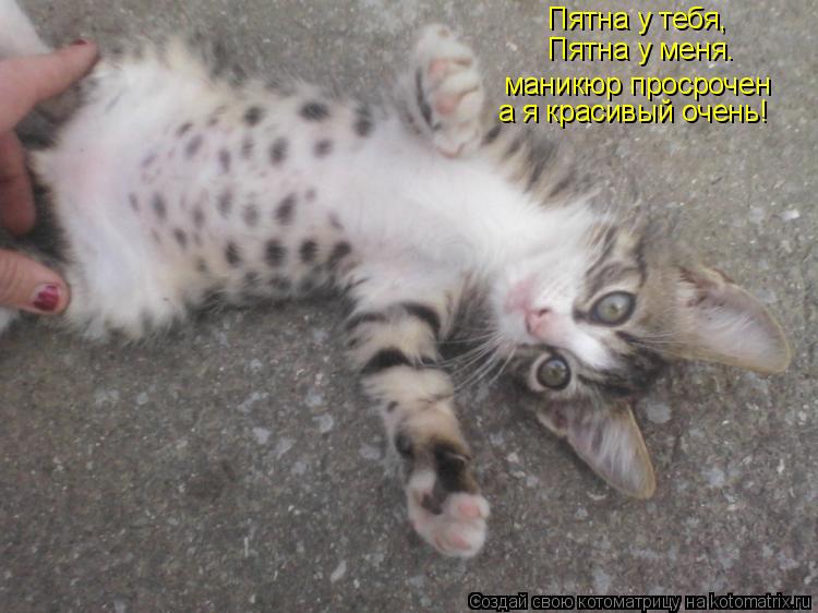 Пятна у тебя, Пятна у меня. маникюр просрочен а я красивый очень!... Котоматрица: Пятна у тебя, Пятна у меня. маникюр просрочен а я красивый очень!
