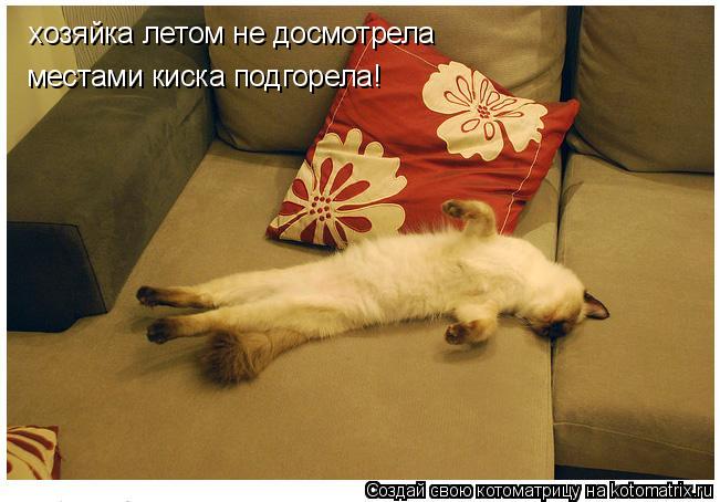 хозяйка летом не досмотрела местами киска подгорела!... Котоматрица: хозяйка летом не досмотрела местами киска подгорела!