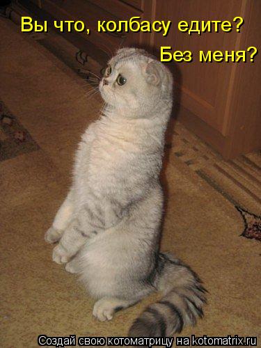 Вы что, колбасу едите? Без меня?... Котоматрица: Вы что, колбасу едите? Без меня?