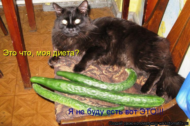 Это что, моя диета? Я не буду есть вот ЭТО!!!... Котоматрица: Это что, моя диета? Я не буду есть вот ЭТО!!!