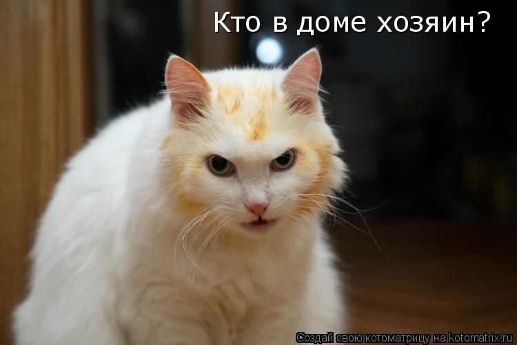 Кто в доме хозяин?... Котоматрица: Кто в доме хозяин?
