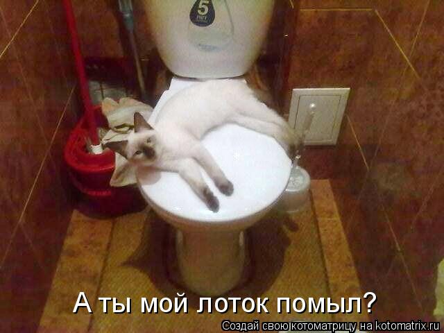 А ты мой лоток помыл?... Котоматрица: А ты мой лоток помыл?
