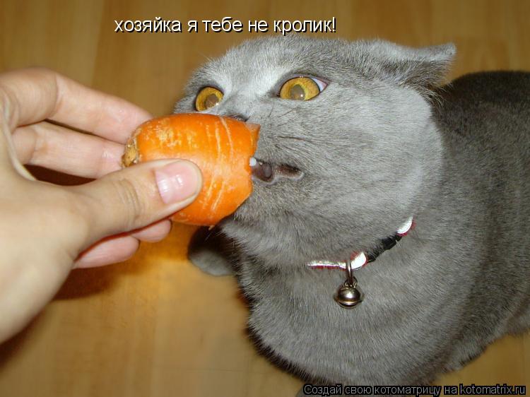 хозяйка я тебе не кролик!... Котоматрица: хозяйка я тебе не кролик!
