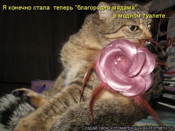 Я конечно стала теперь "благородна мадама" в модном туалете...... Котоматрица: Я конечно стала теперь "благородна мадама" в модном туалете...