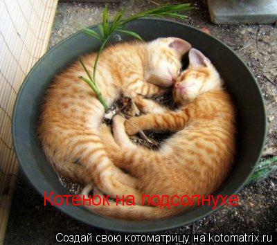 Котенок на подсолнухе... Котоматрица: Котенок на подсолнухе
