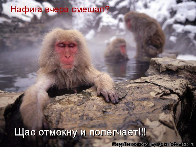 Щас отмокну и полегчает!!! Нафига вчера смешал?... Котоматрица: Щас отмокну и полегчает!!! Нафига вчера смешал?