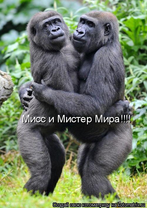 Мисс и Мистер Мира!!!!... Котоматрица: Мисс и Мистер Мира!!!!