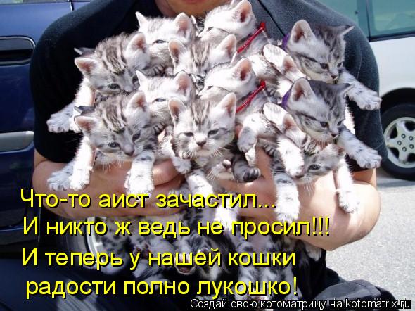 Что-то аист зачастил... И никто ж ведь не просил!!! И теперь у нашей кошки радости полно лукошко!... Котоматрица: Что-то аист зачастил... И никто ж ведь не просил!!! И теперь у нашей кошки радости полно лукошко!