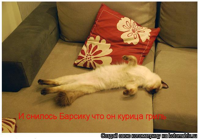 И снилось Барсику что он курица гриль... Котоматрица: И снилось Барсику что он курица гриль