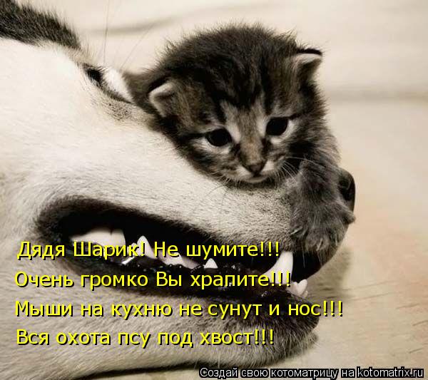 Вся охота псу под хвост!!! Мыши на кухню не сунут и нос!!! Очень громко Вы храпите!!! Дядя Шарик! Не ... Котоматрица: Вся охота псу под хвост!!! Мыши на кухню не сунут и нос!!! Очень громко Вы храпите!!! Дядя Шарик! Не шумите!!!