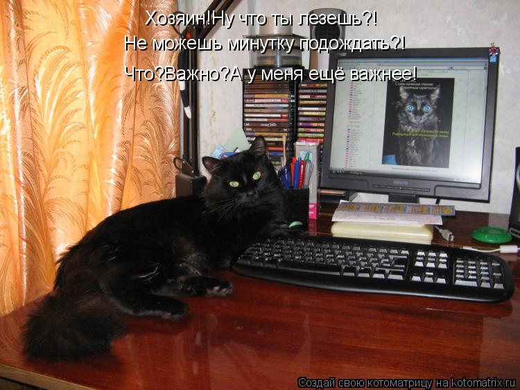 Хозяин!Ну что ты лезешь?! Не можешь минутку подождать?! Что?Важно?А у меня ещё важнее!... Котоматрица: Хозяин!Ну что ты лезешь?! Не можешь минутку подождать?! Что?Важно?А у меня ещё важнее!