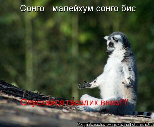 Сонго малейхум сонго бис Сонго малейхум сонго бис Сонго малейхум сонго бис Опускайся гвоздик... Котоматрица: Сонго малейхум сонго бис Сонго малейхум сонго бис Сонго малейхум сонго бис Опускайся гвоздик вниз!!!!