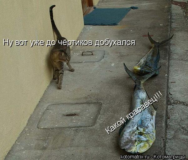 Какой красавец!!! Какой красавец!!! Ну вот уже до чёртиков добухался... Котоматрица: Какой красавец!!! Какой красавец!!! Ну вот уже до чёртиков добухался