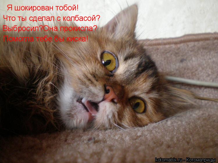 Я шокирован тобой! Что ты сделал с колбасой? Выбросил?Она прокисла? Помогла тебе бы киска!... Котоматрица: Я шокирован тобой! Что ты сделал с колбасой? Выбросил?Она прокисла? Помогла тебе бы киска!