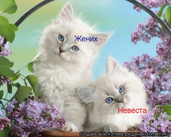 Жених Невеста... Котоматрица: Жених Невеста
