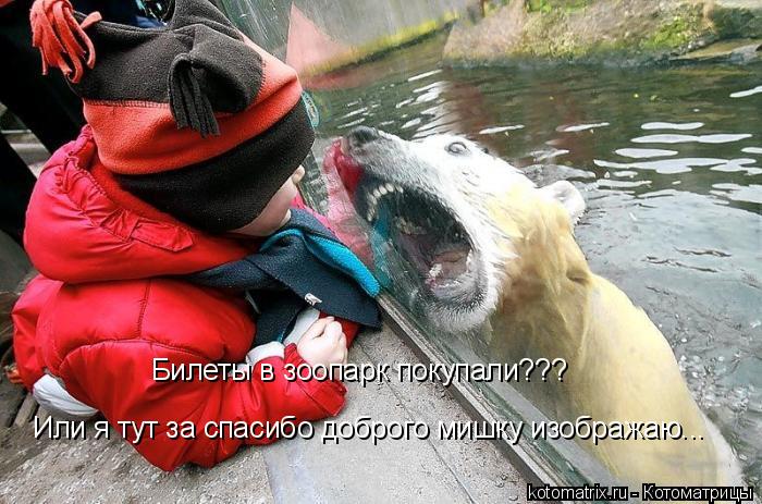 Билеты в зоопарк покупали??? Или я тут за спасибо доброго мишку изображаю...... Котоматрица: Билеты в зоопарк покупали??? Или я тут за спасибо доброго мишку изображаю...