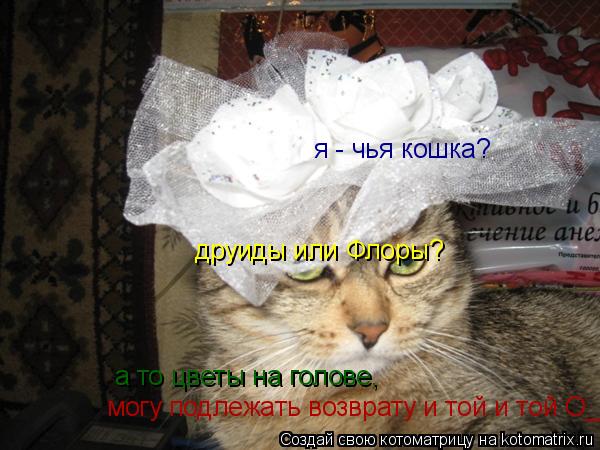 я - чья кошка? друиды или Флоры? а то цветы на голове, могу подлежать возврату и той и той О_о... Котоматрица: я - чья кошка? друиды или Флоры? а то цветы на голове, могу подлежать возврату и той и той О_о