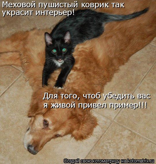 Меховой пушистый коврик так украсит интерьер! Для того, чтоб убедить вас я живой привел пример!!!... Котоматрица: Меховой пушистый коврик так украсит интерьер! Для того, чтоб убедить вас я живой привел пример!!!