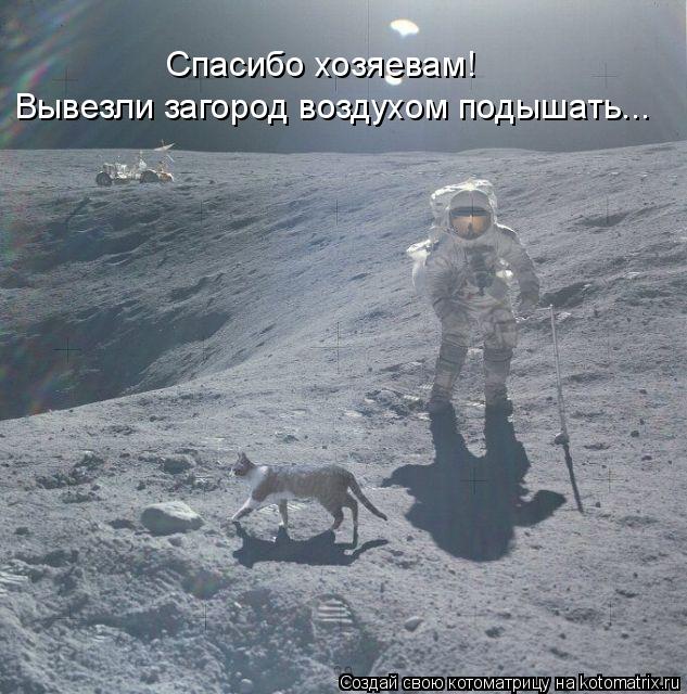 Спасибо хозяевам! Вывезли загород воздухом подышать...... Котоматрица: Спасибо хозяевам! Вывезли загород воздухом подышать...