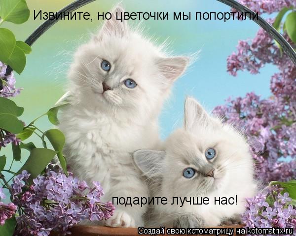 Извините, но цветочки мы попортили подарите лучше нас!... Котоматрица: Извините, но цветочки мы попортили подарите лучше нас!