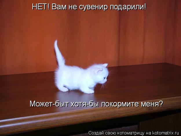 НЕТ! Вам не сувенир подарили! Может-быт хотя-бы покормите меня?... Котоматрица: НЕТ! Вам не сувенир подарили! Может-быт хотя-бы покормите меня?