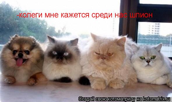 -колеги мне кажется среди нас шпион... Котоматрица: -колеги мне кажется среди нас шпион