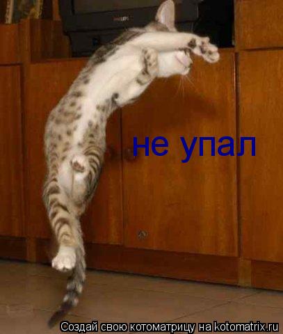 не упал... Котоматрица: не упал
