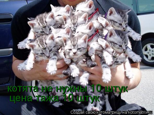 котята не нужны 10 штук цена тажа 10 штук... Котоматрица: котята не нужны 10 штук цена тажа 10 штук