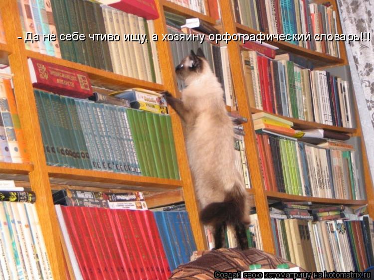 Котоматрица: - Да не себе чтиво ищу, а хозяину орфографический словарь!!!