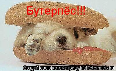 Бутерпёс!!!... Котоматрица: Бутерпёс!!!