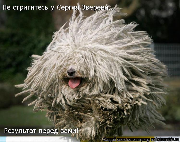 Не стригитесь у Сергея Зверева... Результат перед вами!... Котоматрица: Не стригитесь у Сергея Зверева... Результат перед вами!
