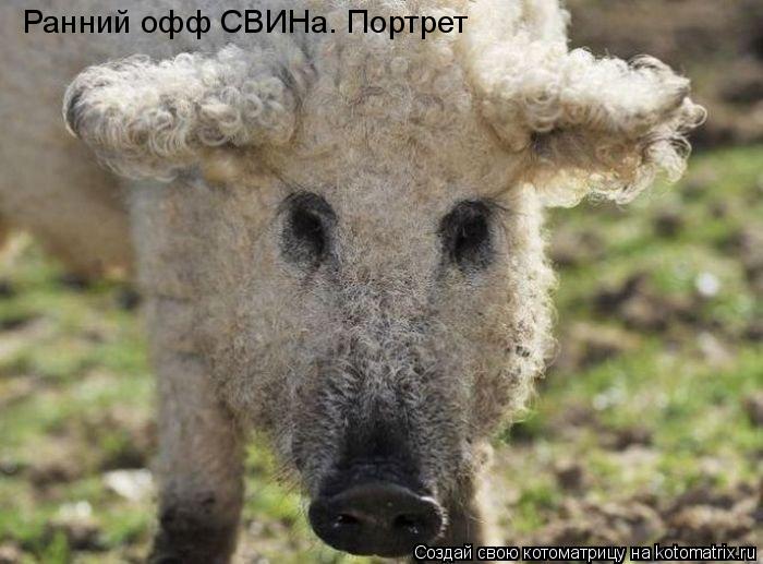 Ранний офф СВИНа. Портрет... Котоматрица: Ранний офф СВИНа. Портрет