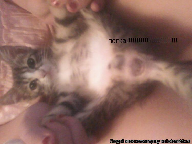 попка!!!!!!!!!!!!!!!!!!!!!!!!!... Котоматрица: попка!!!!!!!!!!!!!!!!!!!!!!!!!
