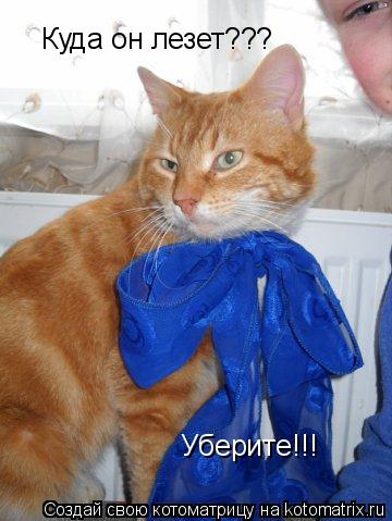 Куда он лезет??? Уберите!!!... Котоматрица: Куда он лезет??? Уберите!!!