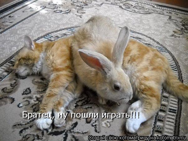 Братец, ну пошли играть!!!... Котоматрица: Братец, ну пошли играть!!!